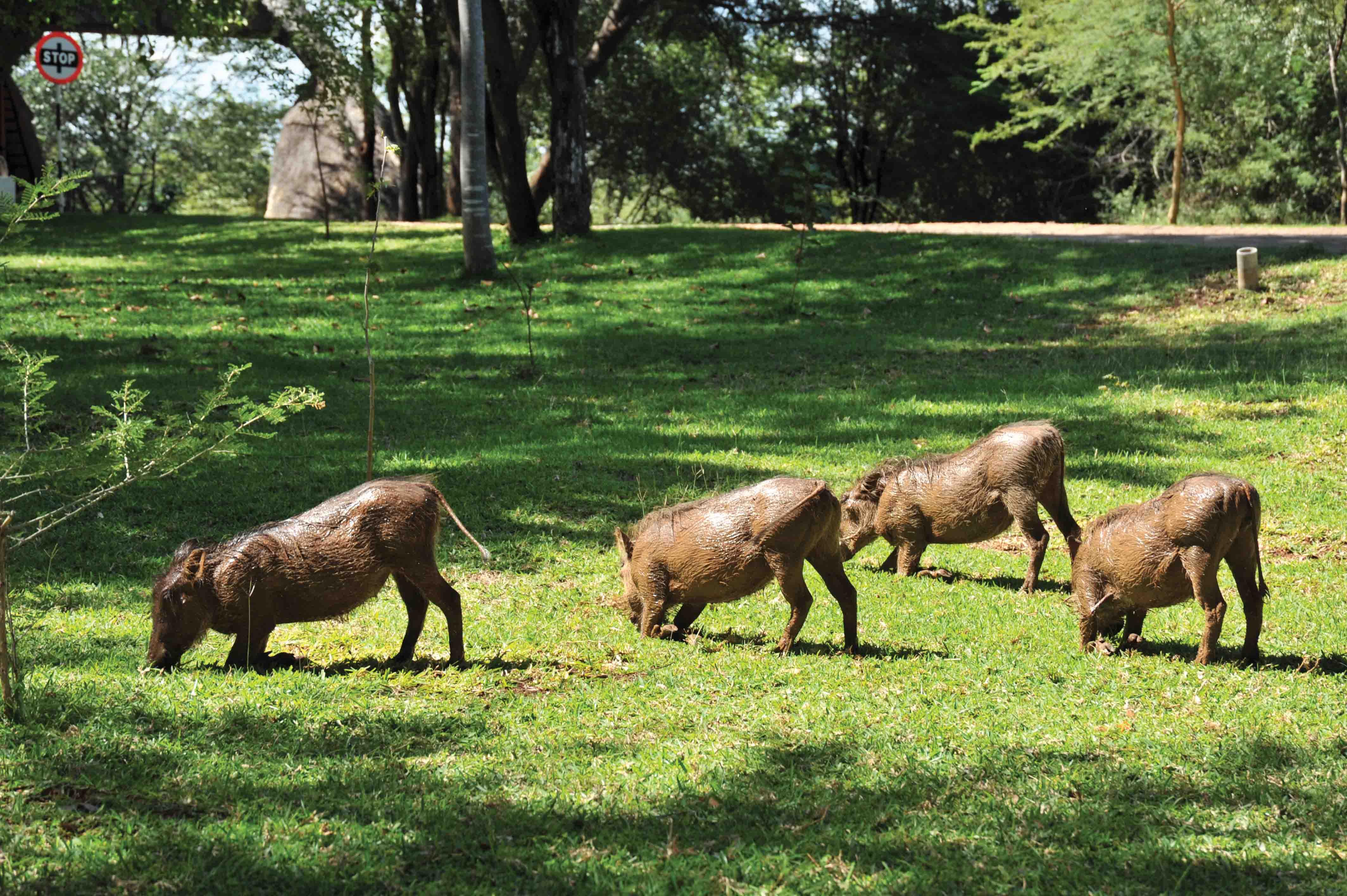 Lokuthula Lodges Victoriawatervallen Buitenkant foto